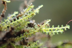 Marsupella emarginata