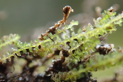 Marsupella emarginata