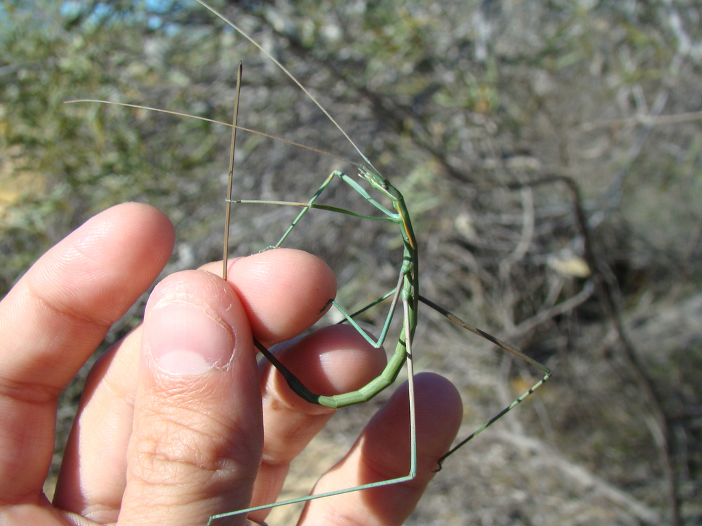 Phasmodes nungeroo