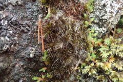 Campylopus atrovirens