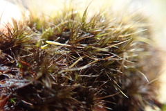 Campylopus atrovirens