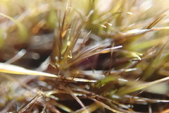 Campylopus atrovirens