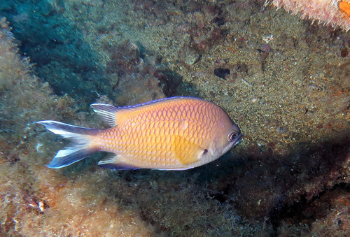 Atlantic Damselfish