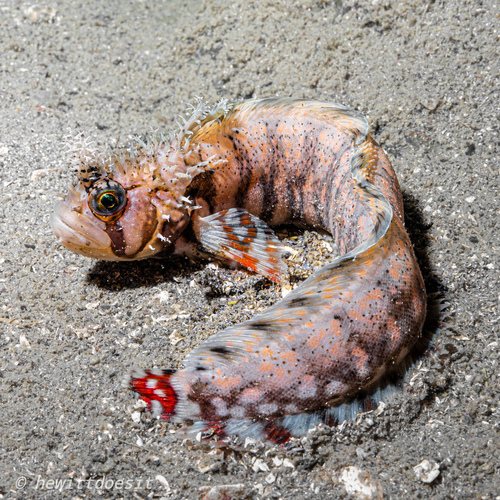 Chirolophis decoratus (Jordan & Snyder, 1902)