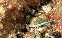 Canthigaster capistrata