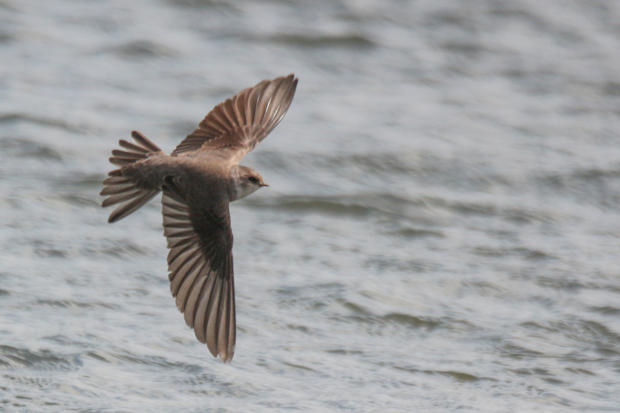 Pale Martin (Riparia diluta), photo 7