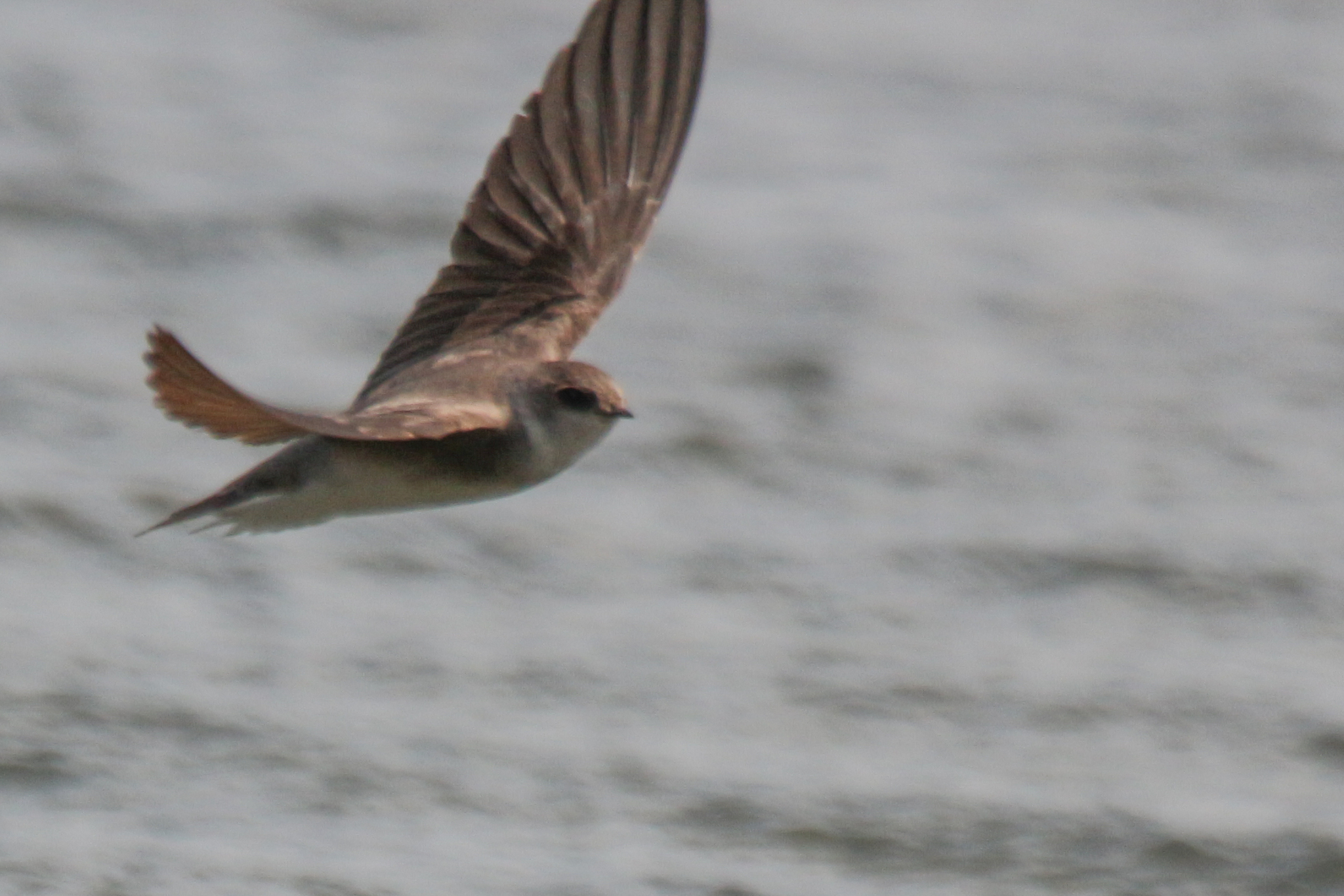 Pale Martin (Riparia diluta), photo 8