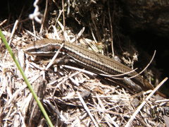 Pholidobolus macbrydei