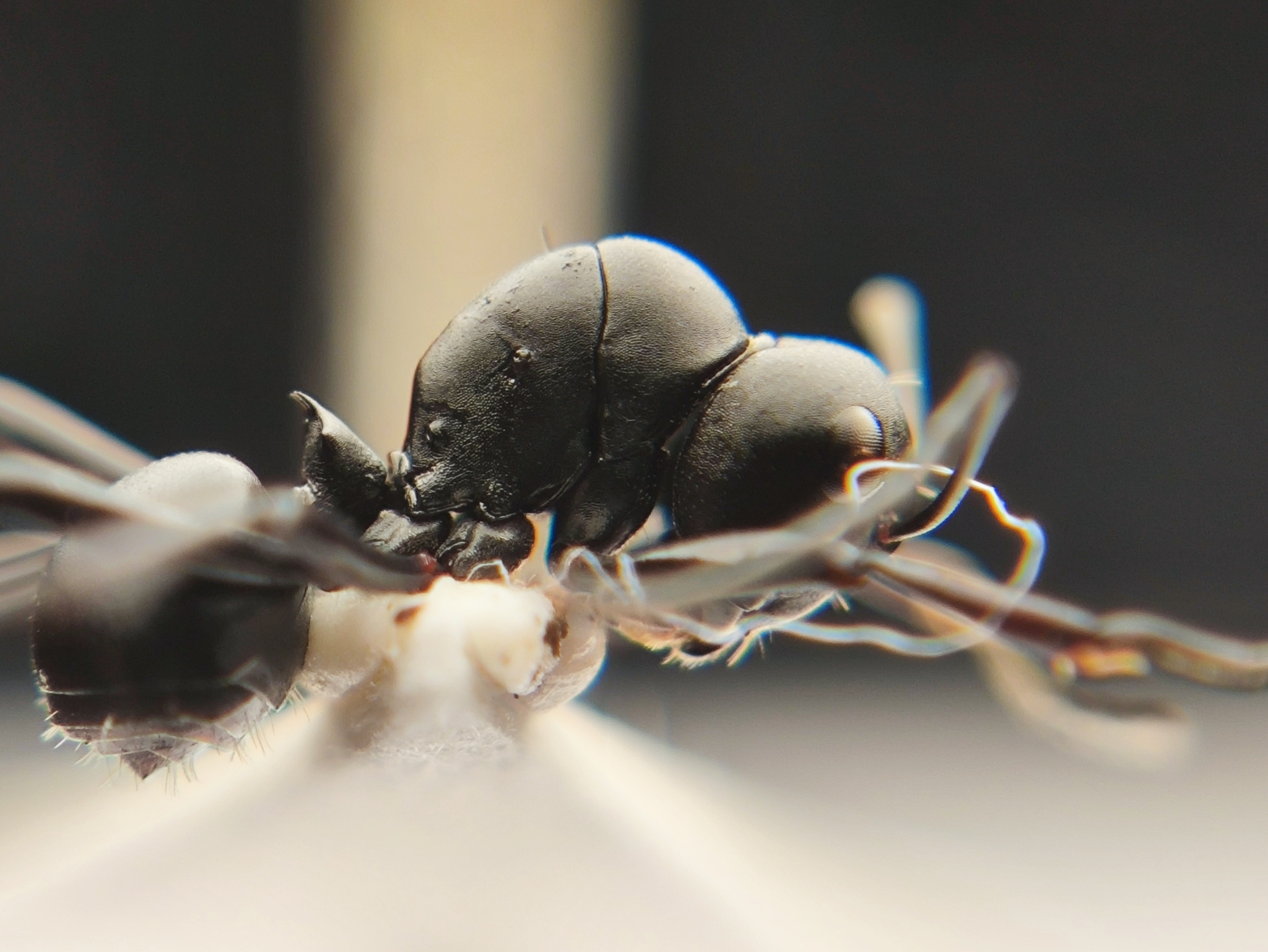 Polyrhachis brevicorpa