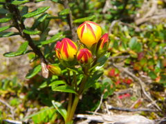 Gentianella hirculus