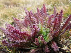 Pedicularis incurva