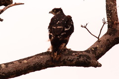 Aquila spilogaster