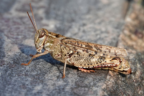 Italian locust