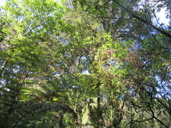 Phyllocladus trichomanoides