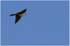 Merops superciliosus