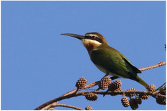 Merops superciliosus