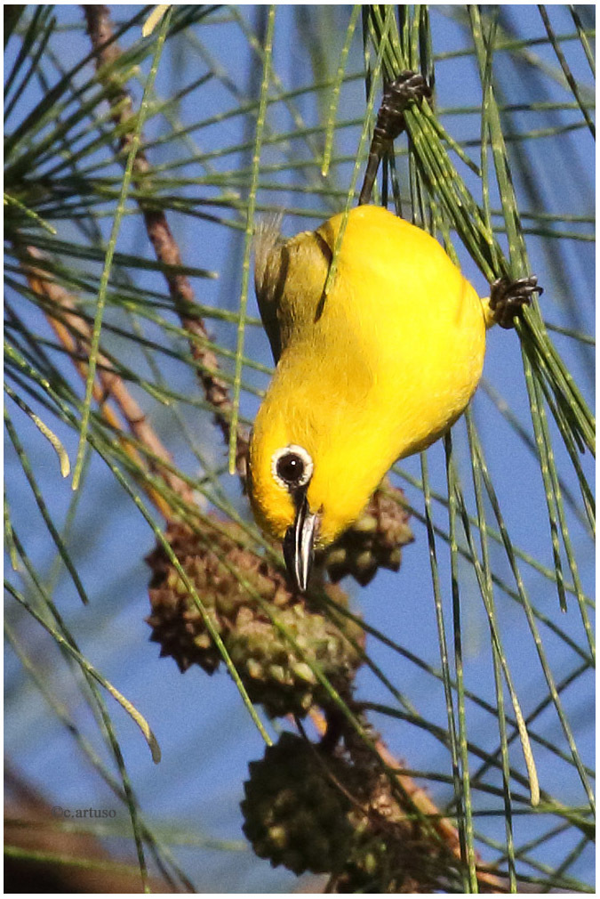 Pemba White-eye photo