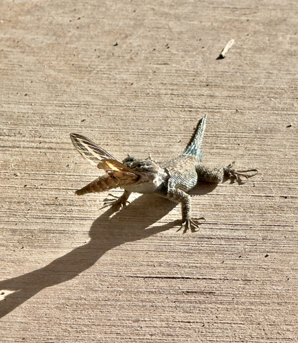 Yarrow's Spiny Lizard, Forest Service Road 42A, San Simon, AZ, US, photo 9 of 10
