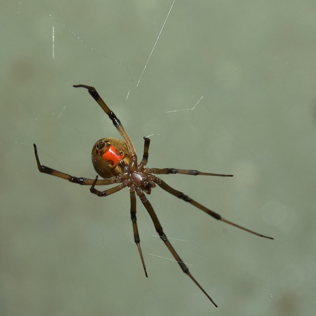 Brown Widow Matbio Arachnids Matanzas Biodiversity · Inaturalist
