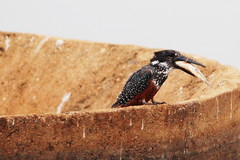 Megaceryle maxima maxima