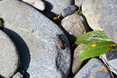Cicindela depressula