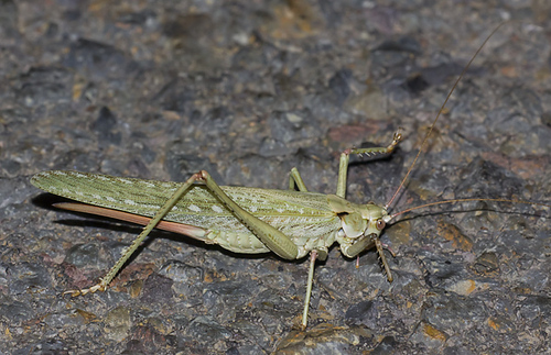 Capnobotes occidentalis (Thomas, 1872)