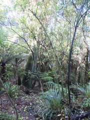 Phyllocladus trichomanoides