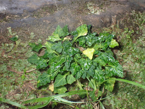 Viola tashiroi iNat (2)