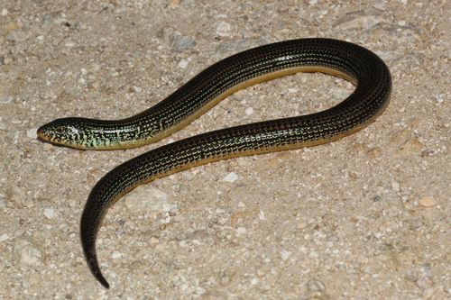 Eastern Glass Lizard