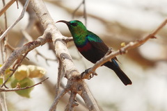 Cinnyris mariquensis