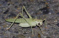 Capnobotes occidentalis