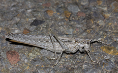 Capnobotes occidentalis