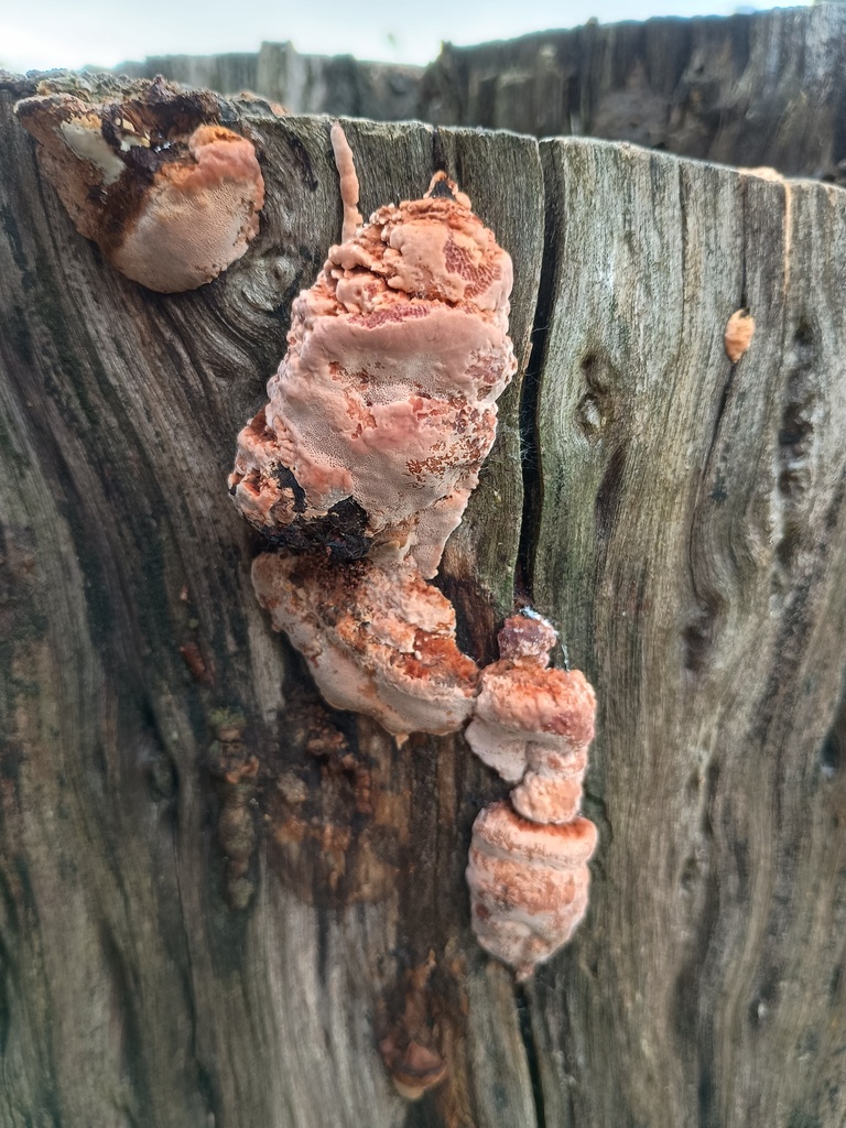Fomitopsis lilacinogilva · July 2025 · photo: © grampianshiker (iNaturalist, cc-by)