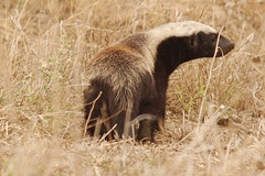 Mellivora capensis