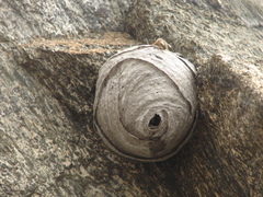 Dolichovespula norwegica