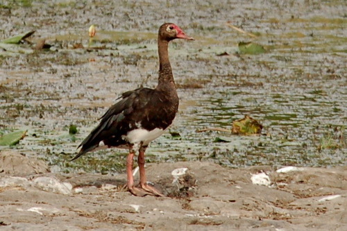 Spur-winged Goose