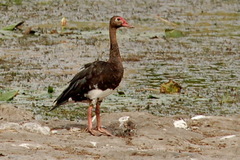 Spur-Winged Goose photo 1