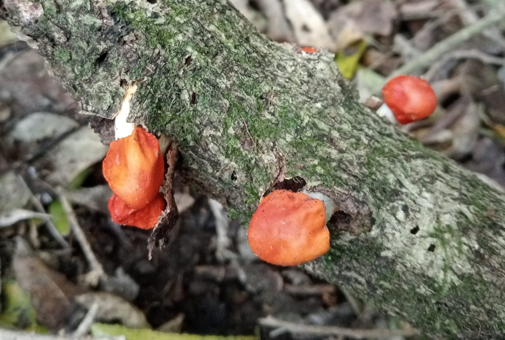 Leratiomyces erythrocephalus · August 2025 · photo: © john_barkla (iNaturalist, cc0)