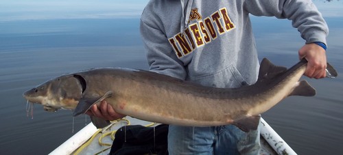 Lake Sturgeon