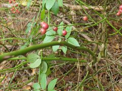 Rosa multiflora