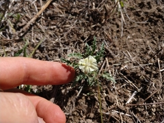 Chamaesaracha coniodes