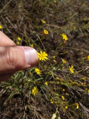Croptilon rigidifolium