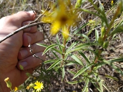 Croptilon rigidifolium