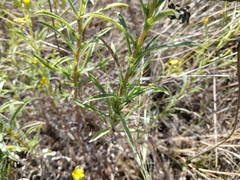 Croptilon rigidifolium