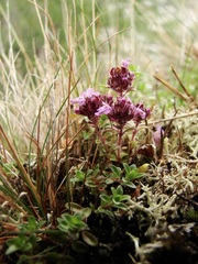 Thymus subarcticus