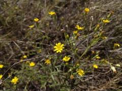 Croptilon rigidifolium