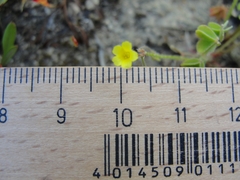 Oxalis laxa