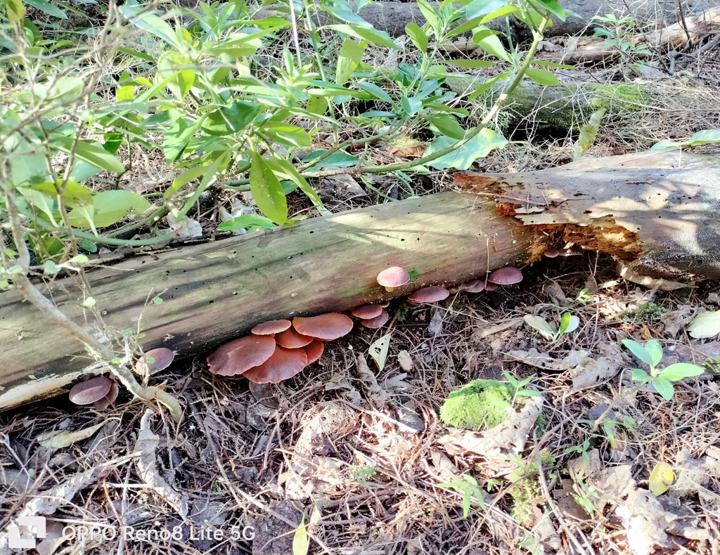 Gymnopilus purpuratus · May 2025 · photo: © bagels_nz (iNaturalist, cc0)