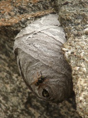Dolichovespula norwegica