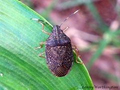 Critheus lineatifrons